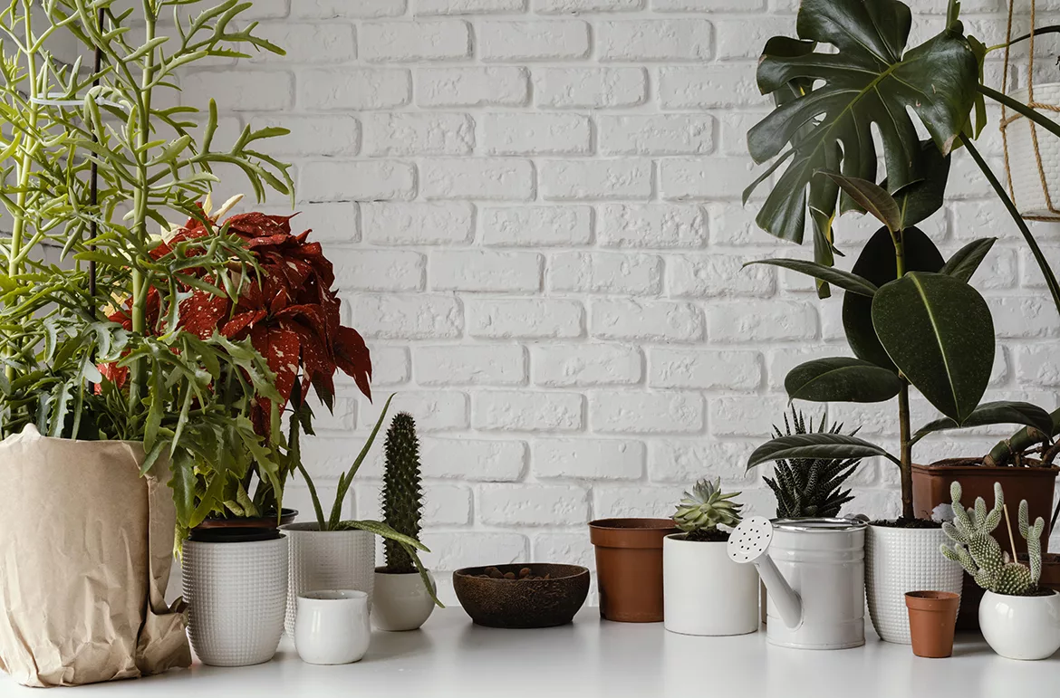 Indoor Plants for Home